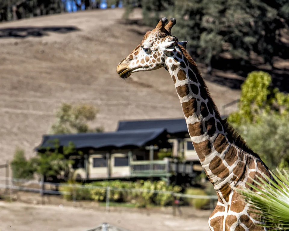 Safari West