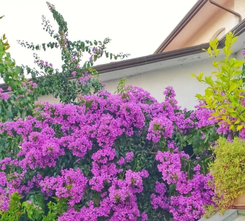 La Bouganville B&B