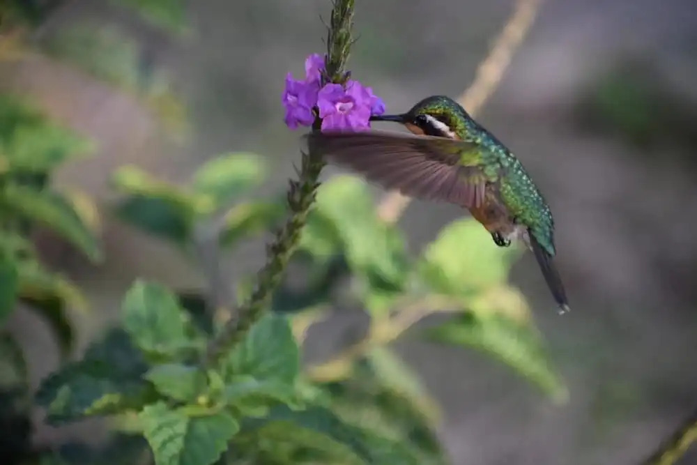 Monteverde Wildlife Paradise - Nature Lovers