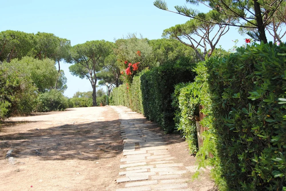 Una pineta sul Mare