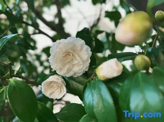 Sakura no Kawa 67 | Detached House in Shibuya | Only 1 Stop to Shinjuku | Free Wi-Fi