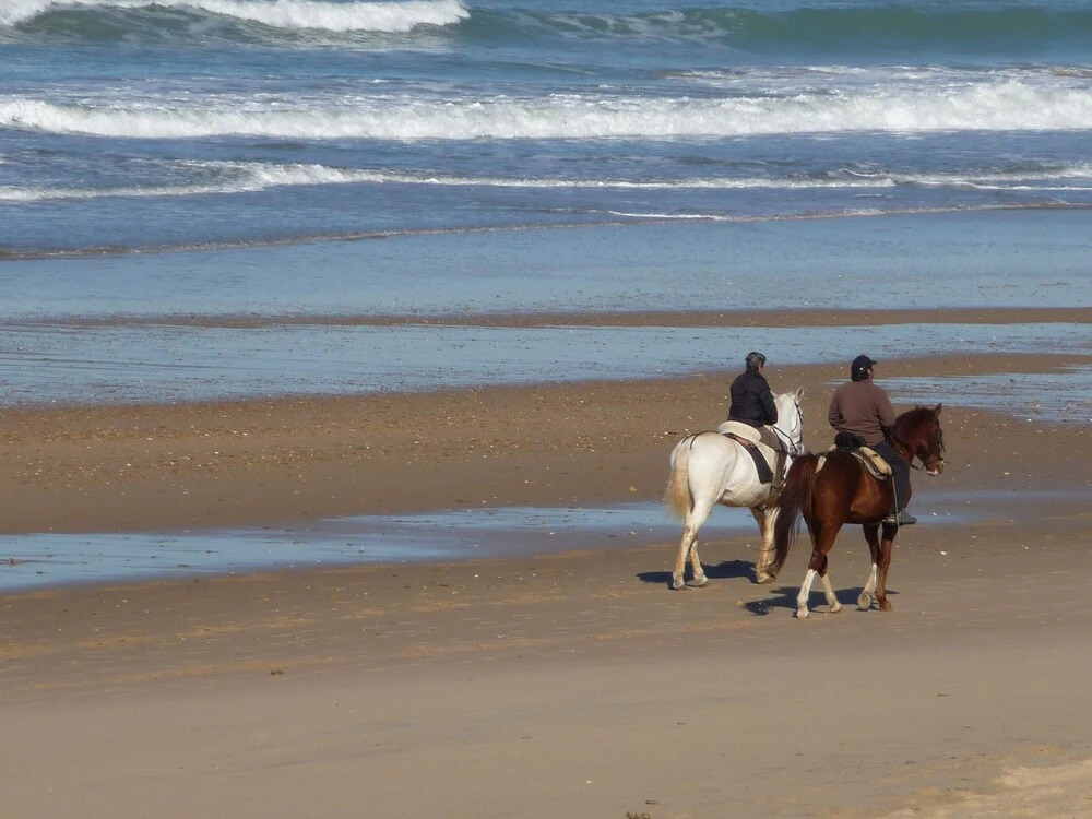 Violetas de Mar