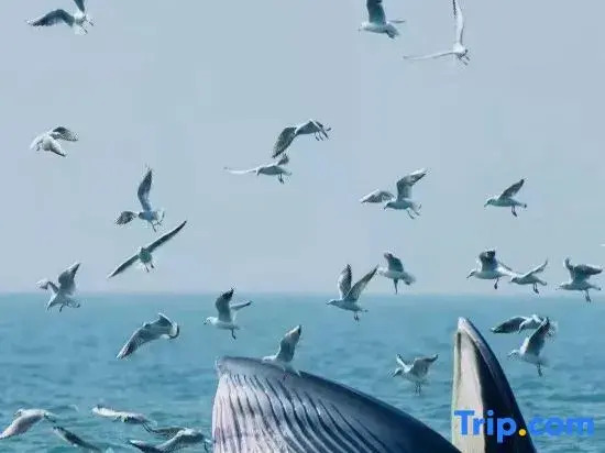 Weizhou Island Fusheng Half Day Homestay