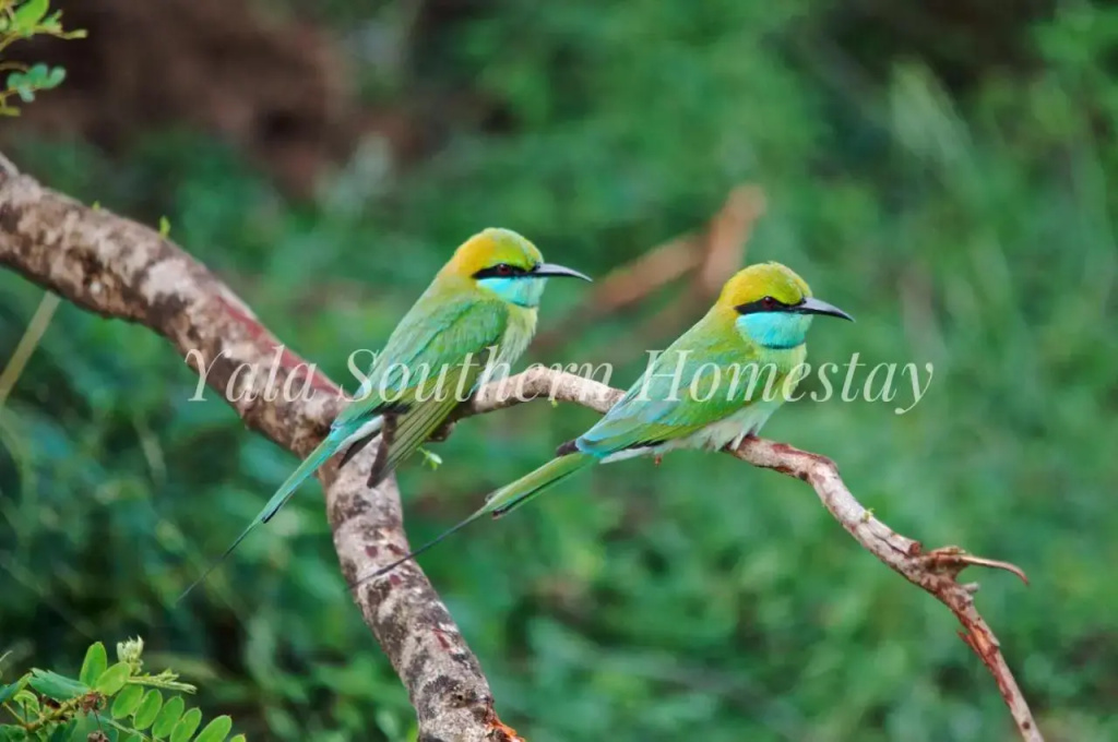Yala Southern Homestay