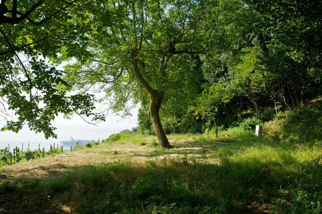 Sopra il Limoneto