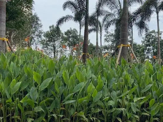 Fangchenggangdu Shibeiyuan Homestay