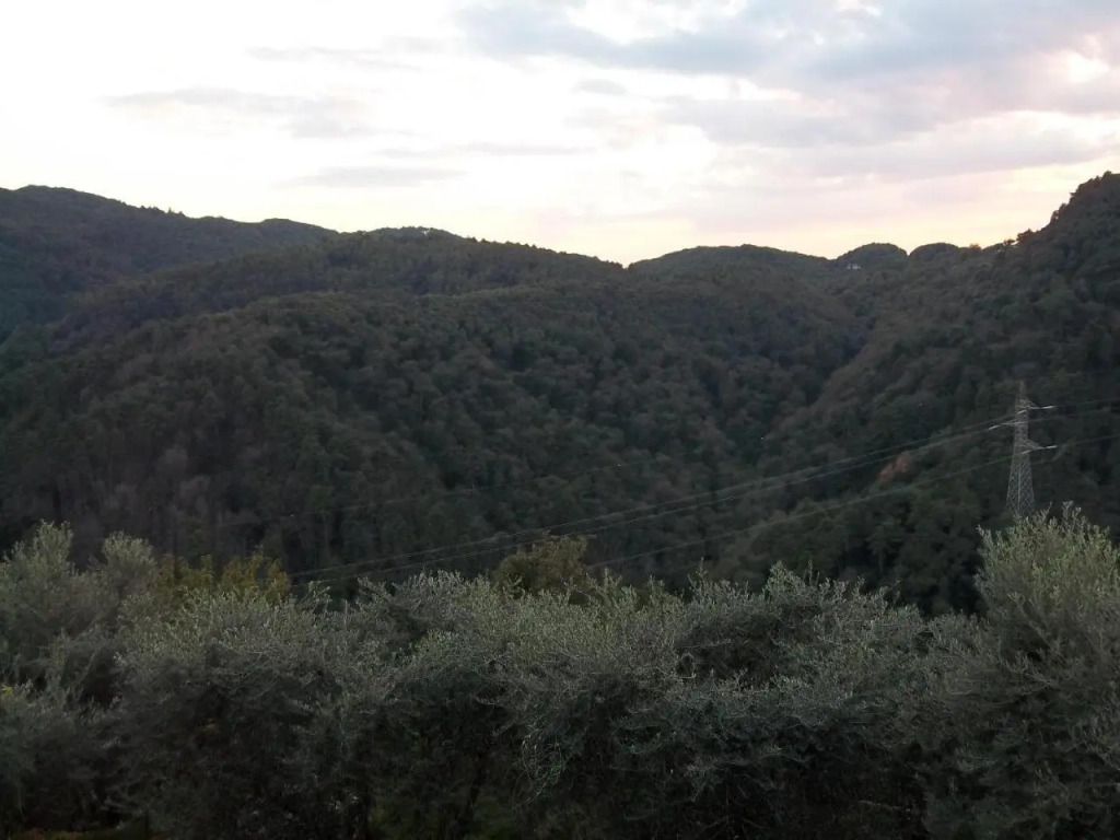 Caddelovi