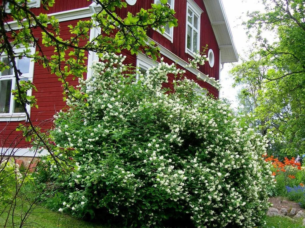 Wiborggården