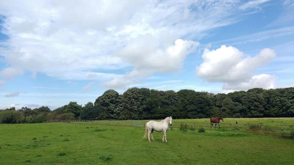Beech Hill B&B