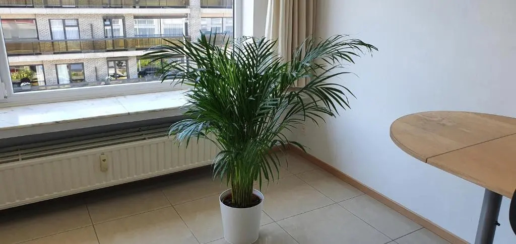 Superb Appartement With 3 Bed Rooms In Antwerpen