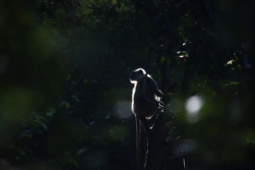 The Untamed Bandhavgarh by TUTC