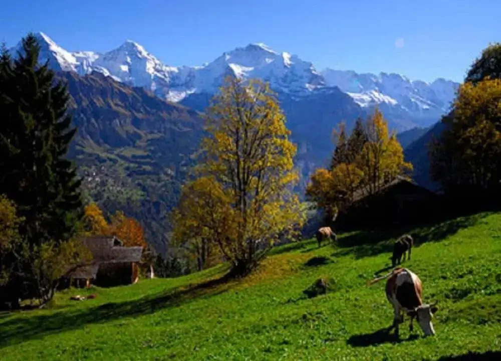 Pristine Home in a Charming Village, Large Grassy Sunbathing Area, View of the Mönch and Jungfrau