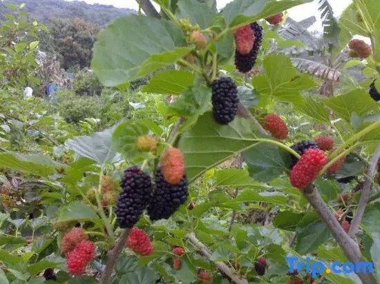 Senmiao Holiday Hotel