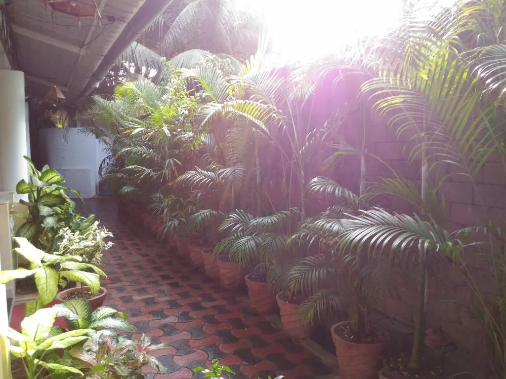 Alba Rooms Palolem Rosebuds