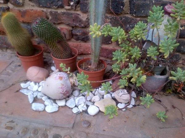 Gorgeous Gecko Guesthouse