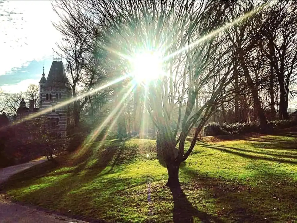 Les Grands Arbres