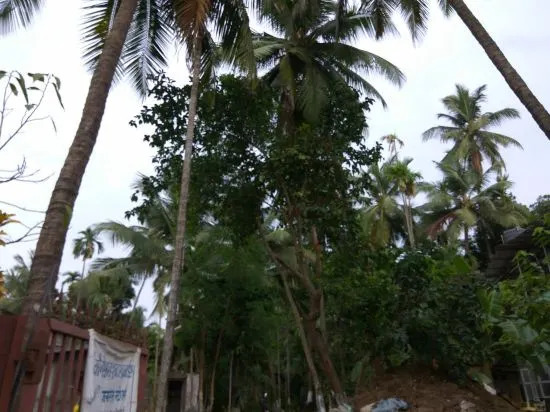 Spot On 48605 Sharang Holiday Homes