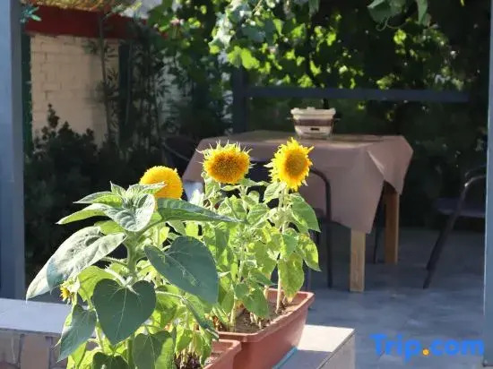 Qingqing Guest House Homestay