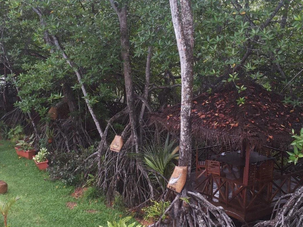 THE Mangrove cave Hotel