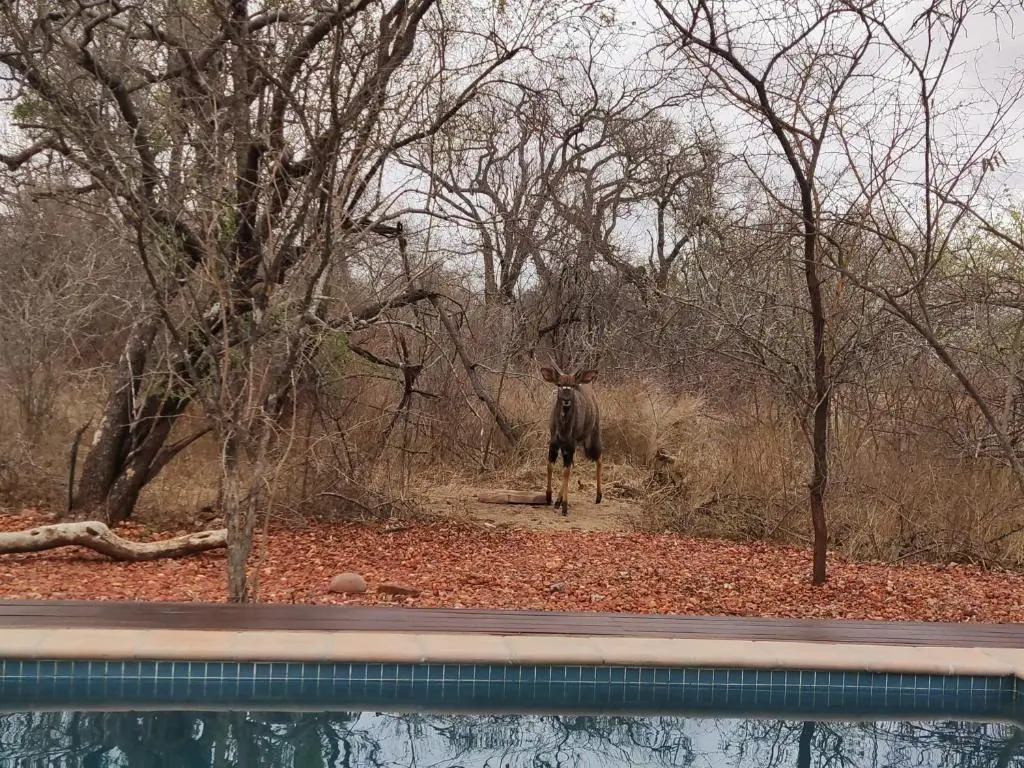 Gem in the bush lodge