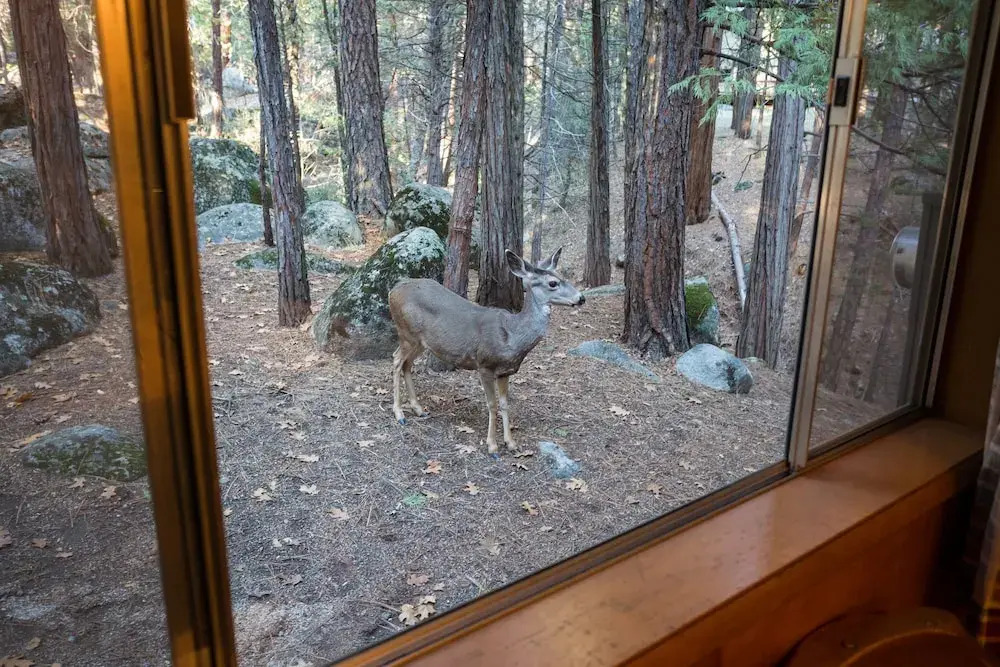 Pine Creek Cabin