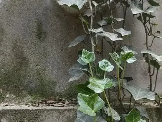 Zhongbang Tribe Homestay