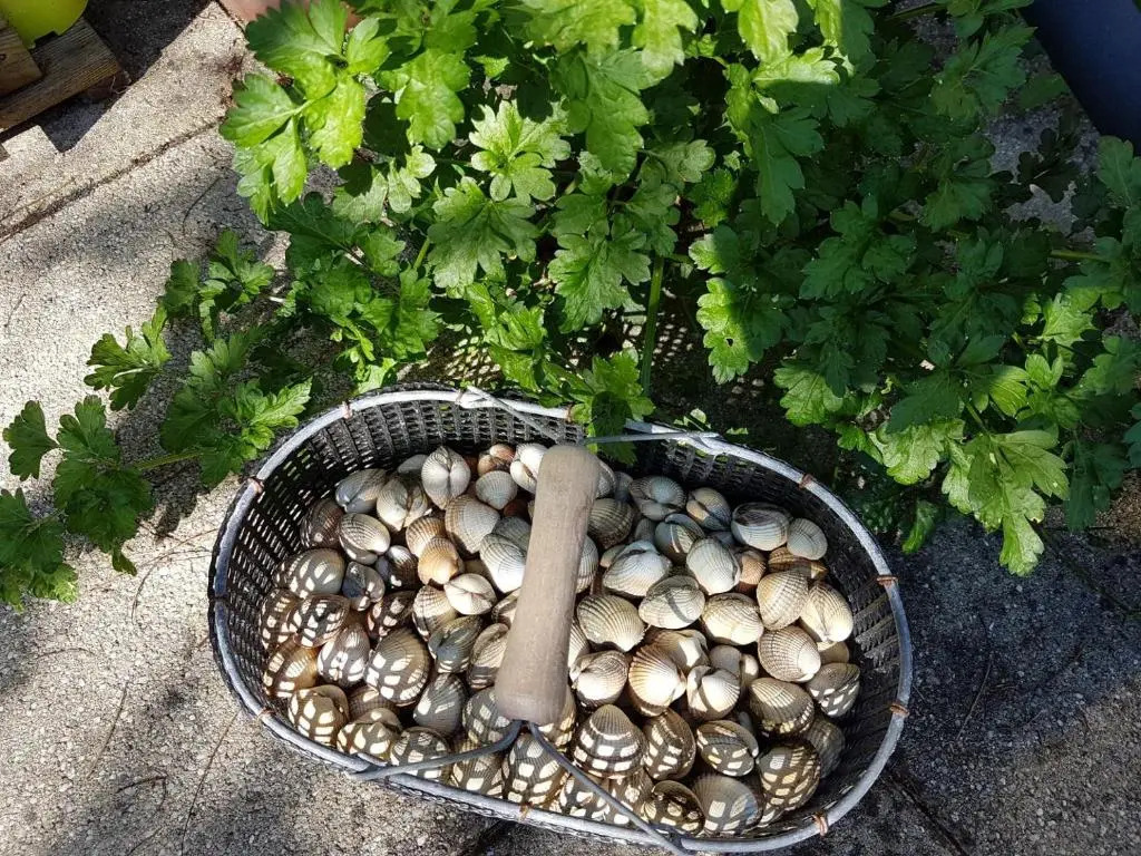 Les Gravelots (Adults Only)