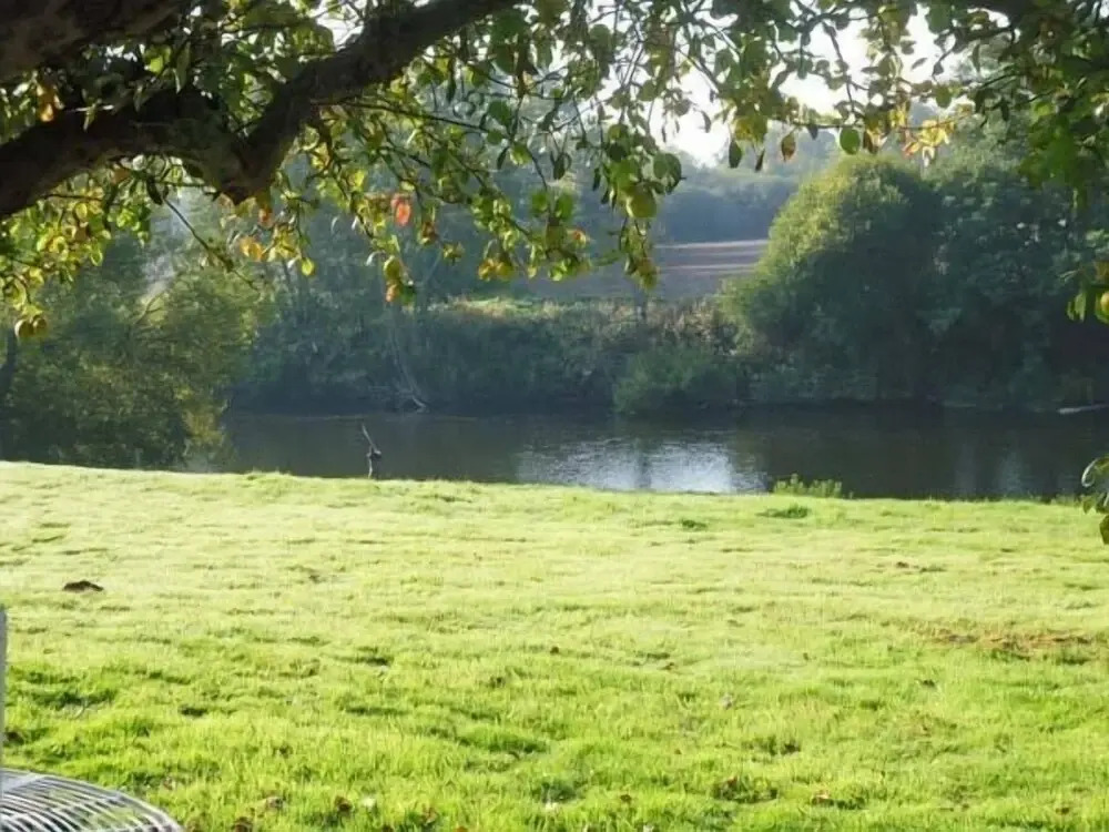 Herons