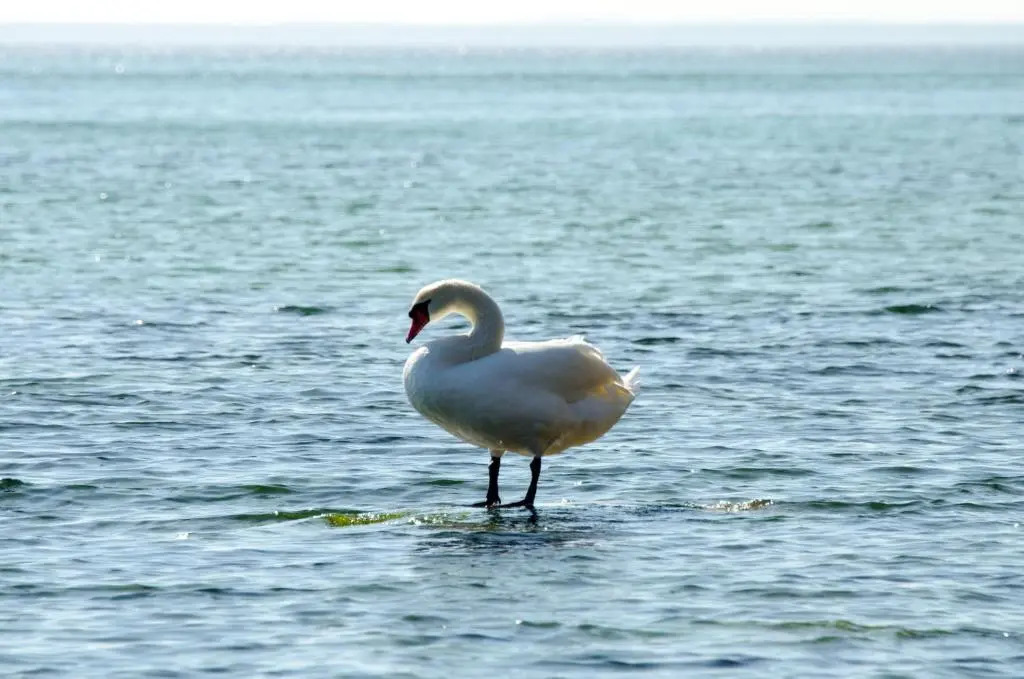 Mare Balticum Urlaub auf Rügen