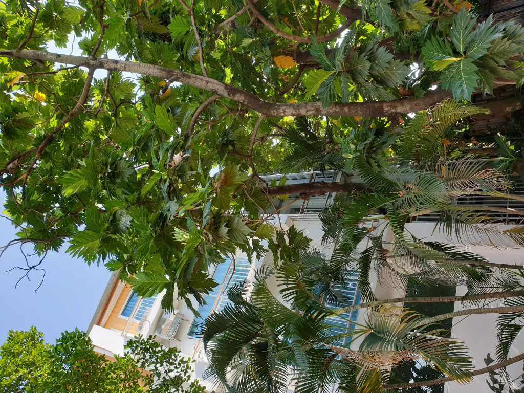 Breadfruit