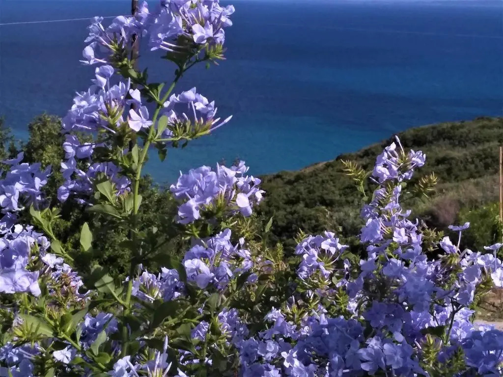 Kaminia Blu