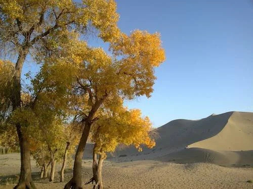 Dunhuang Tianyuan Youth Hostel