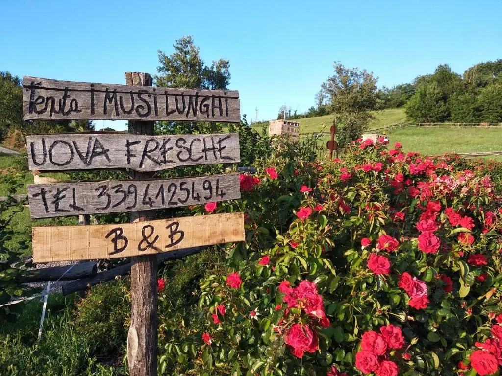 tenuta i musi lunghi