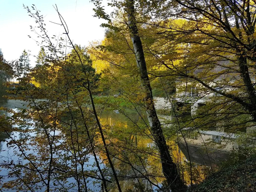 Nid dans la forêt
