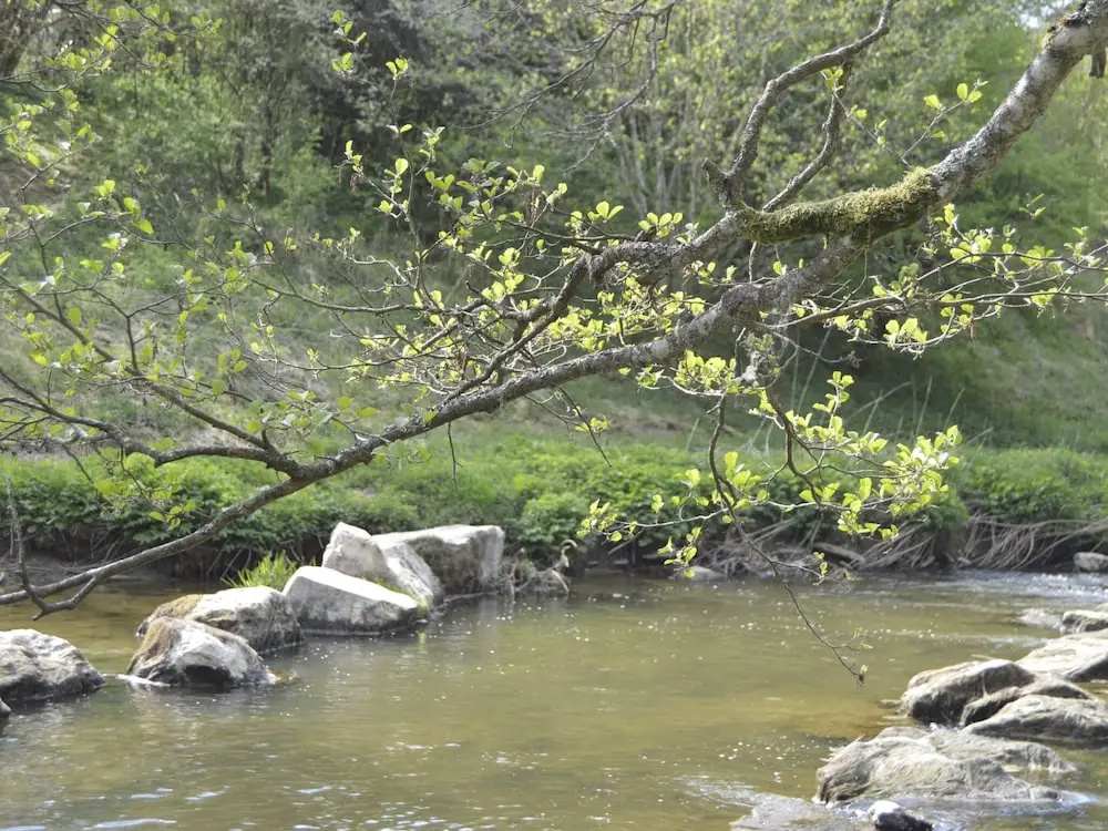 Pet-Friendly Escape in Fauvillers
