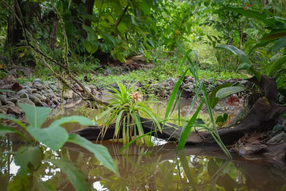 La Cotinga Biological Station
