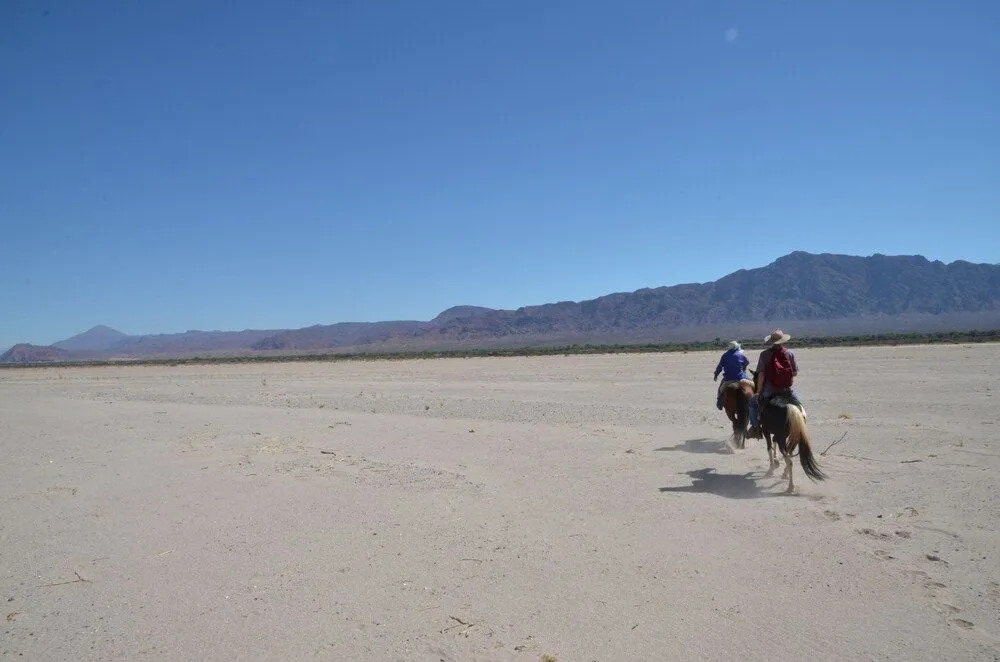 La Vaca Tranquila