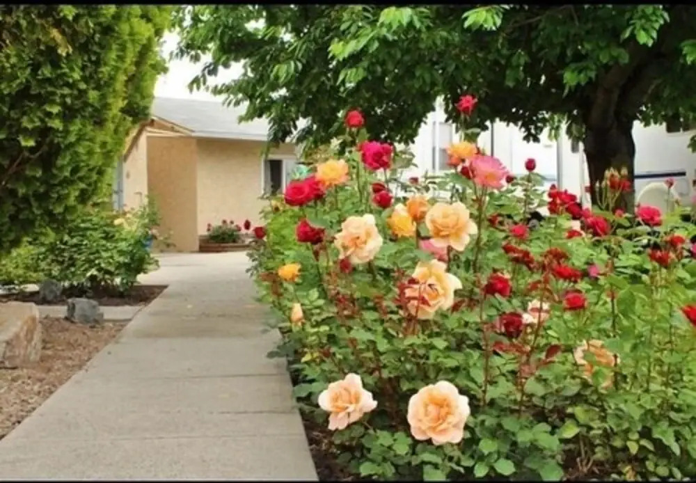 Maple Leaf Motel & RV Park Resort
