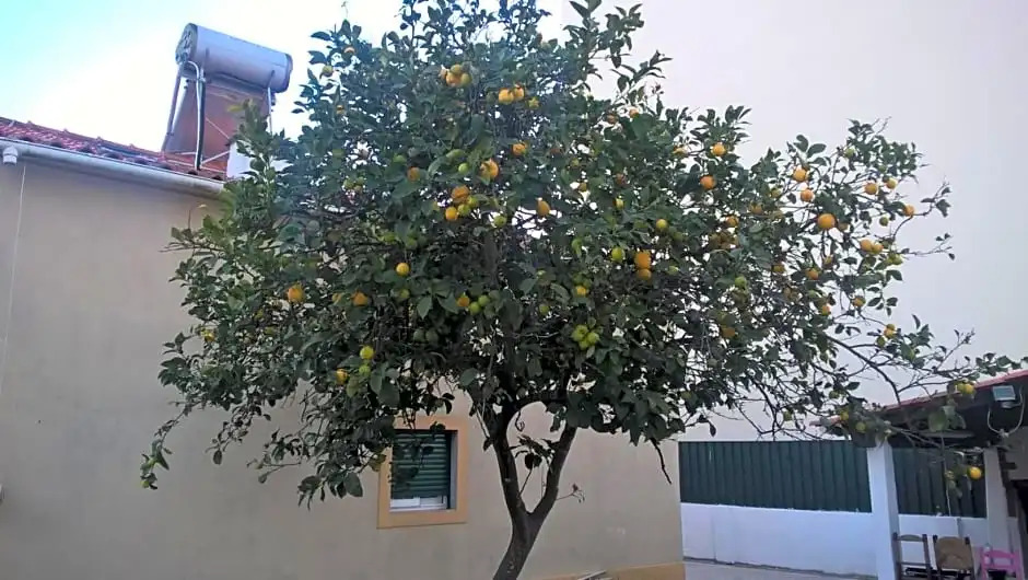 Casa do Limoeiro