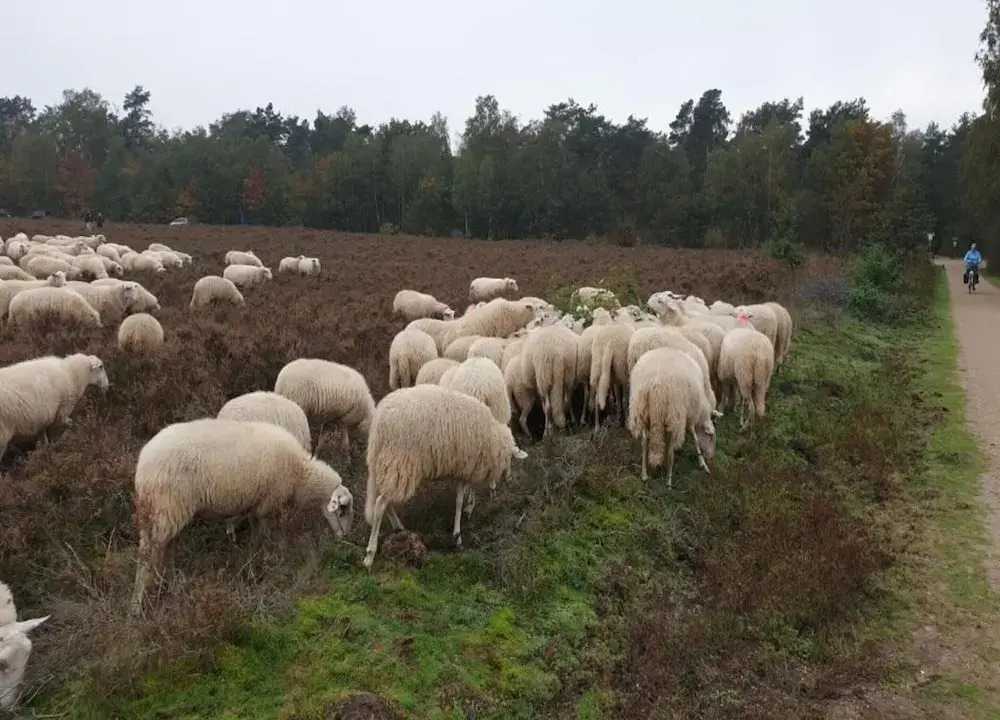 Pets Welcome, Veluwe Farmhouses for All