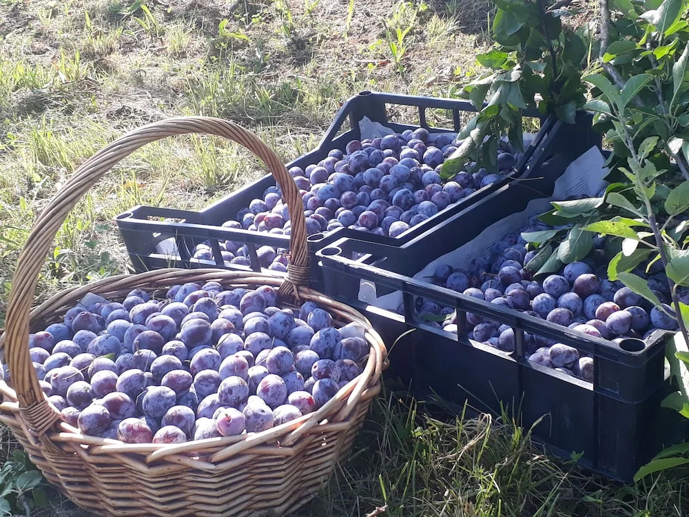 B&B Cascina SantElena