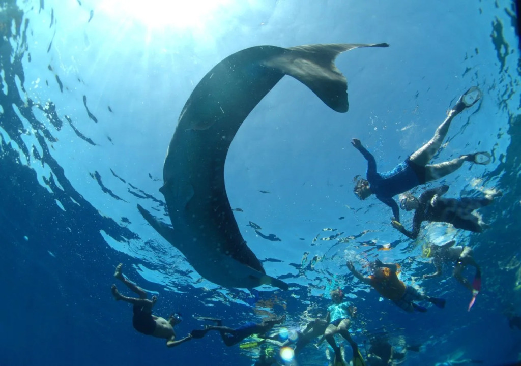 Rincodon Hotel Maldives