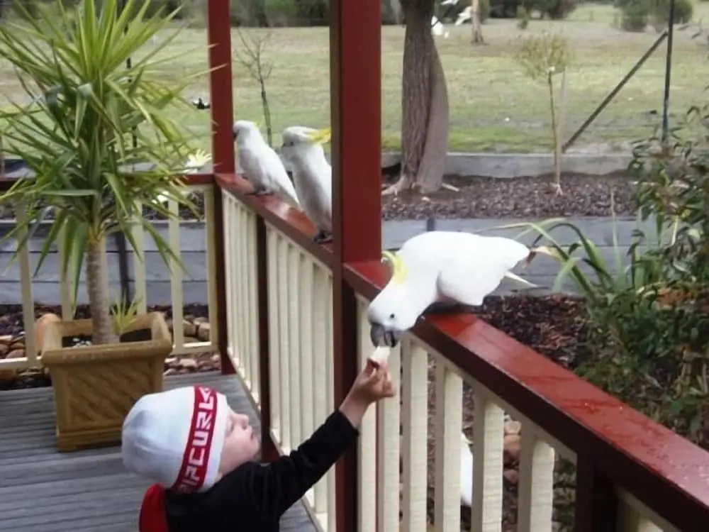 Halls Gap Valley Lodges