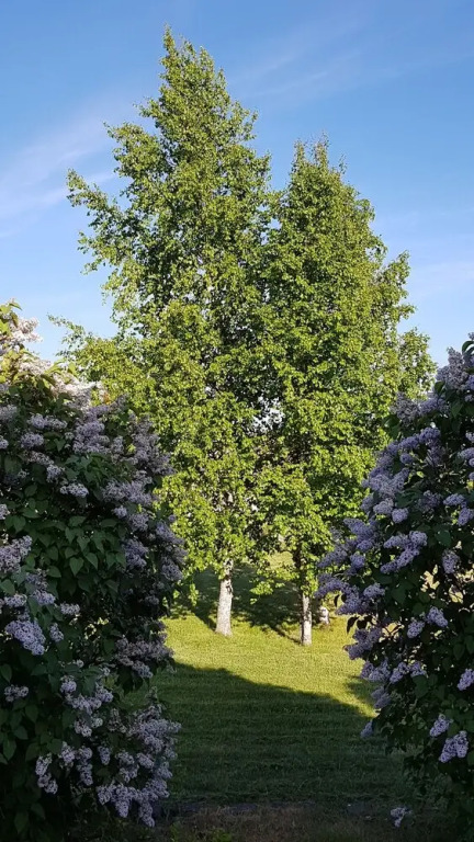 Отель Sinilille 7 Holiday Home