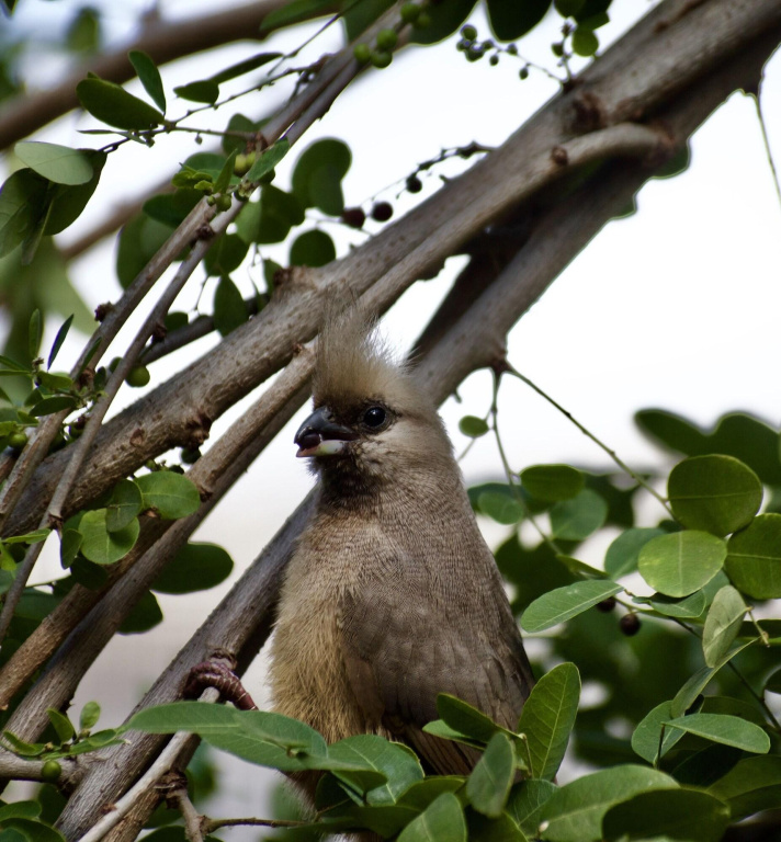 Phuti Safari Lodge