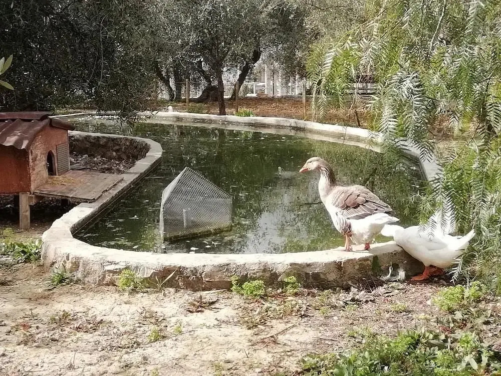 Agriturismo il Grande Ulivo