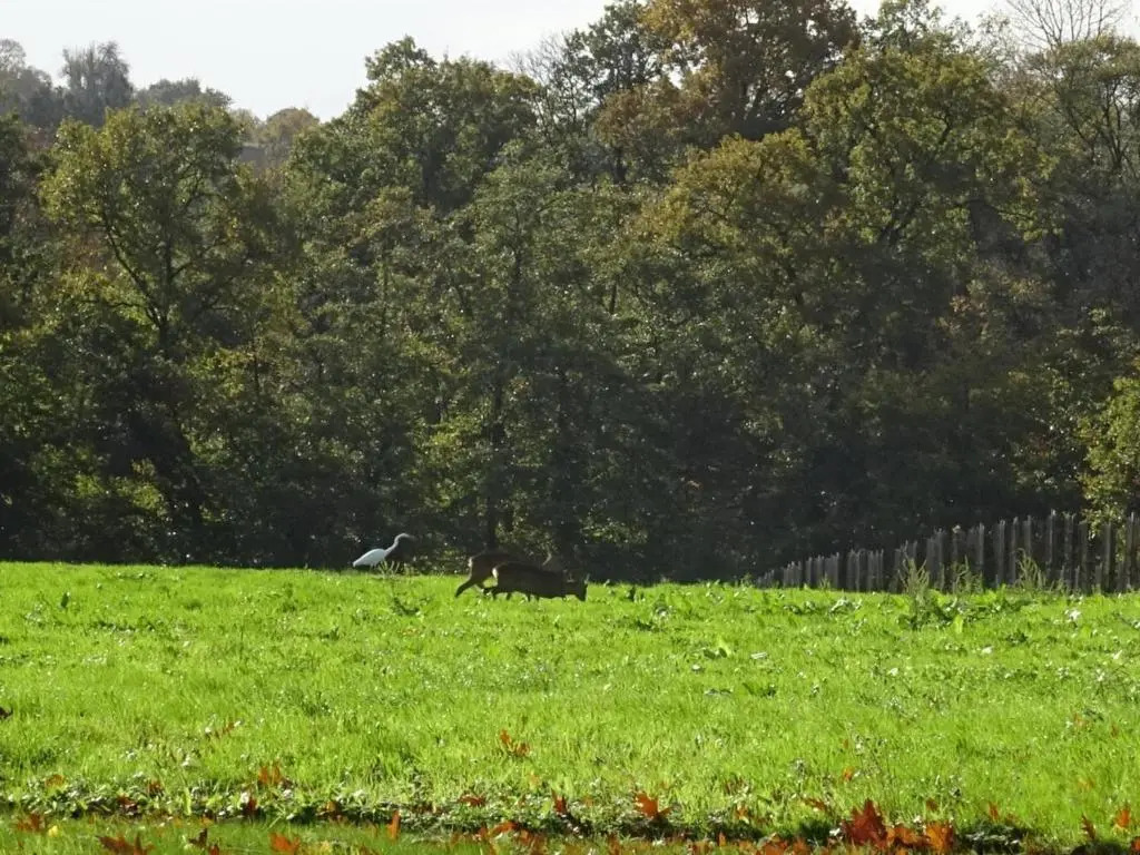 Maison de campagne tranquille avec poêle et animaux admis, proche nature - FR-1-497-74
