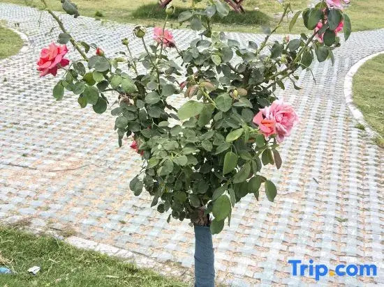 Laoshan Hot Spring Garden Hotel