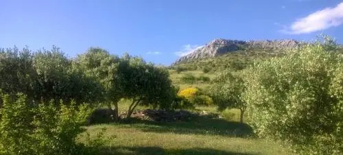 The Garden of Elaïs