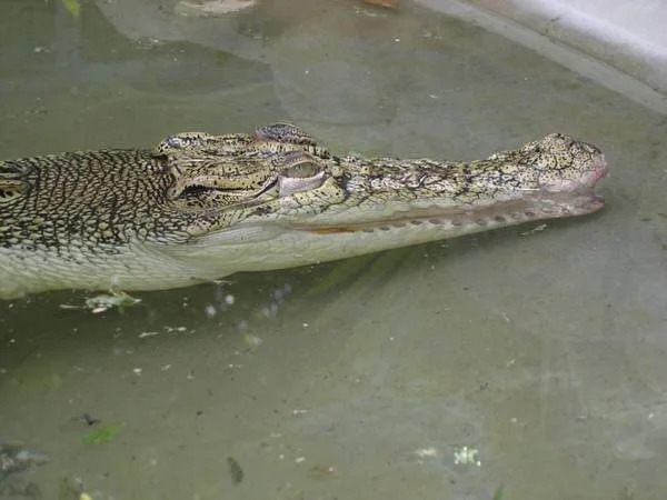 Daintree Siesta